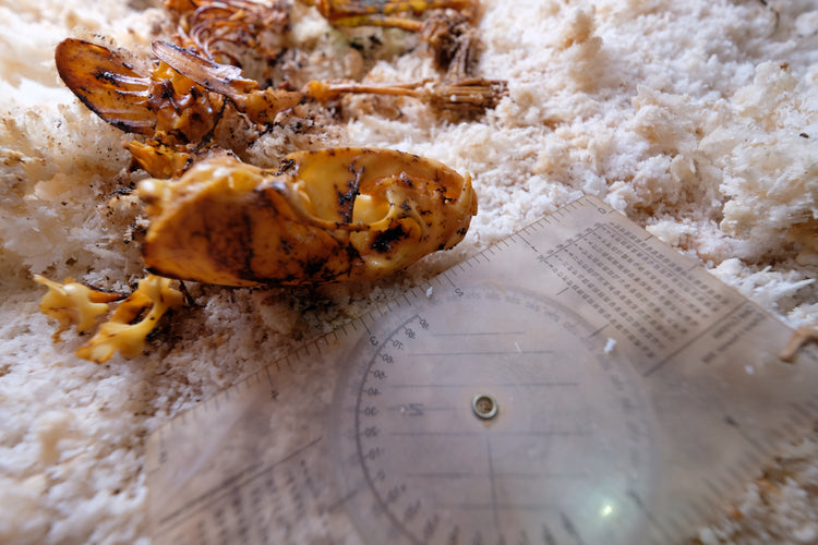 Cave Compass
